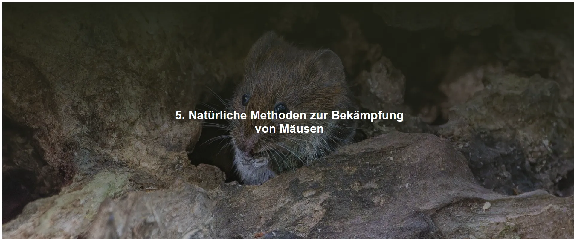 5. Natürliche Methoden zur Bekämpfung von Mäusen