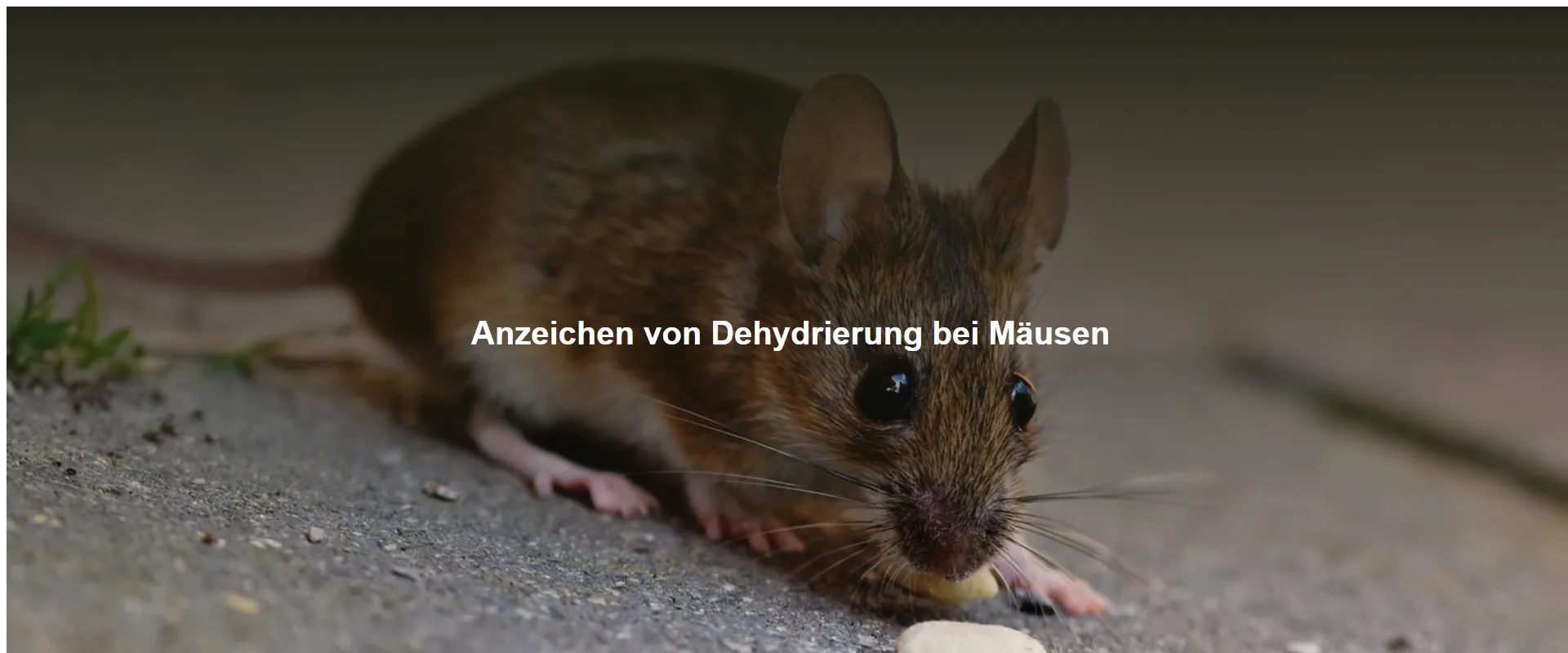 Anzeichen von Dehydrierung bei Mäusen