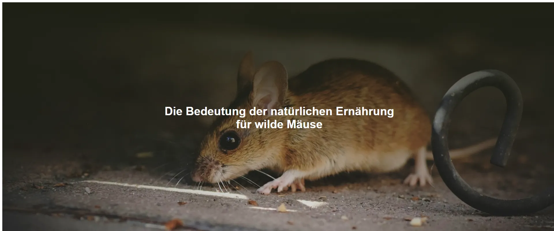 Die Bedeutung der natürlichen Ernährung für wilde Mäuse