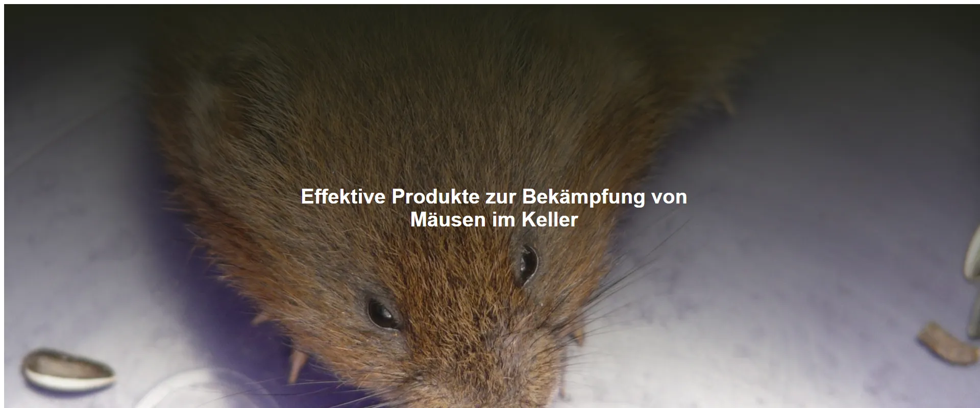 Effektive Produkte zur Bekämpfung von Mäusen im Keller