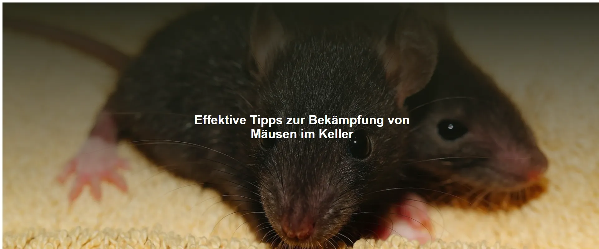 Effektive Tipps zur Bekämpfung von Mäusen im Keller