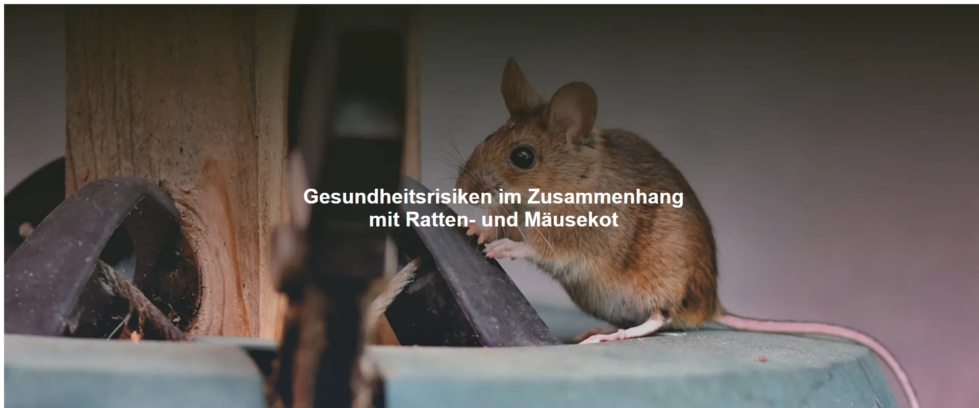 Gesundheitsrisiken im Zusammenhang mit Ratten- und Mäusekot