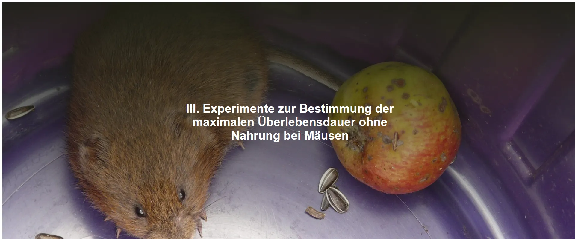Experimente zur Bestimmung der maximalen Überlebensdauer ohne Nahrung bei Mäusen