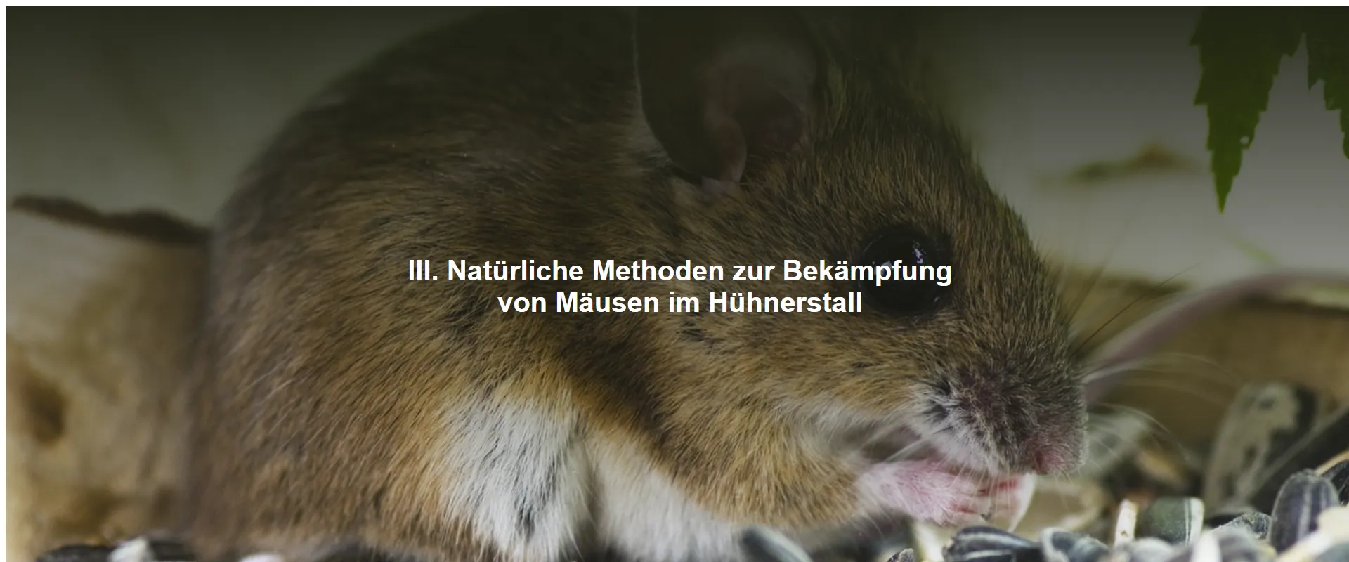 Natürliche Methoden zur Bekämpfung von Mäusen im Hühnerstall