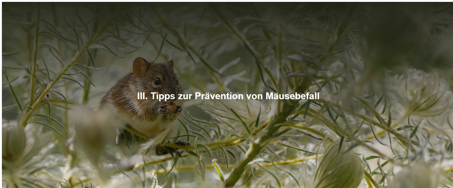 Tipps zur Prävention von Mäusebefall