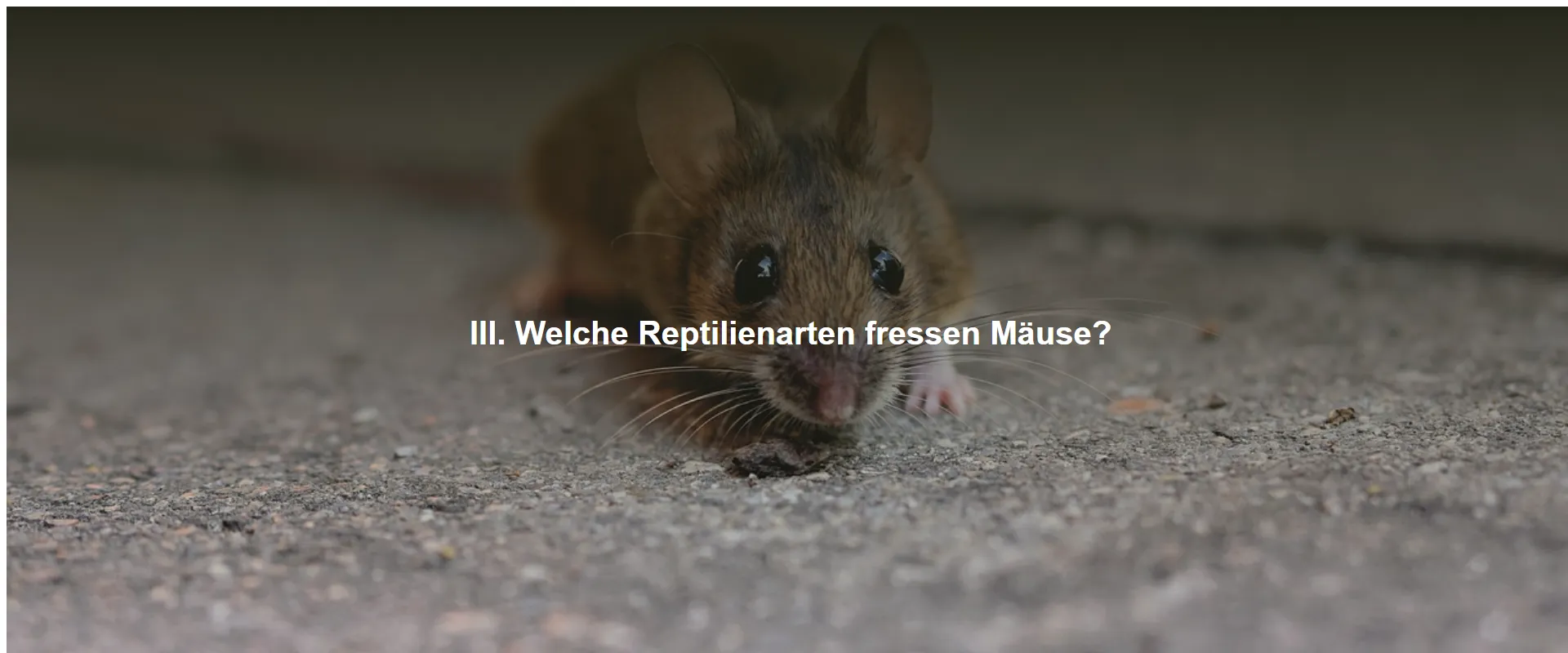 Welche Reptilienarten fressen Mäuse?