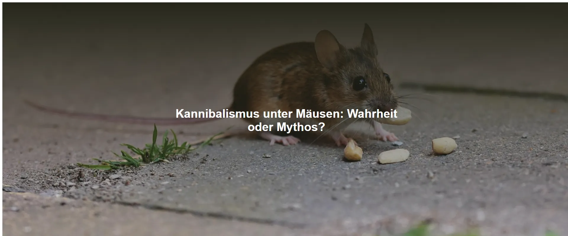 Kannibalismus unter Mäusen: Wahrheit oder Mythos?