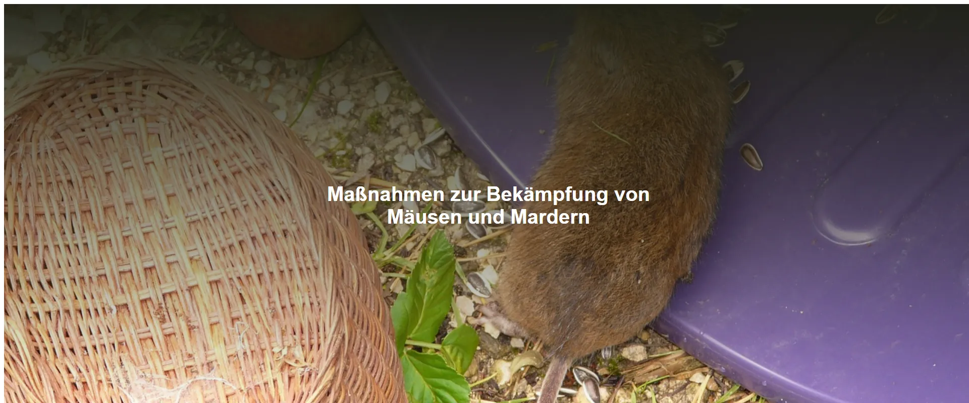 Maßnahmen zur Bekämpfung von Mäusen und Mardern