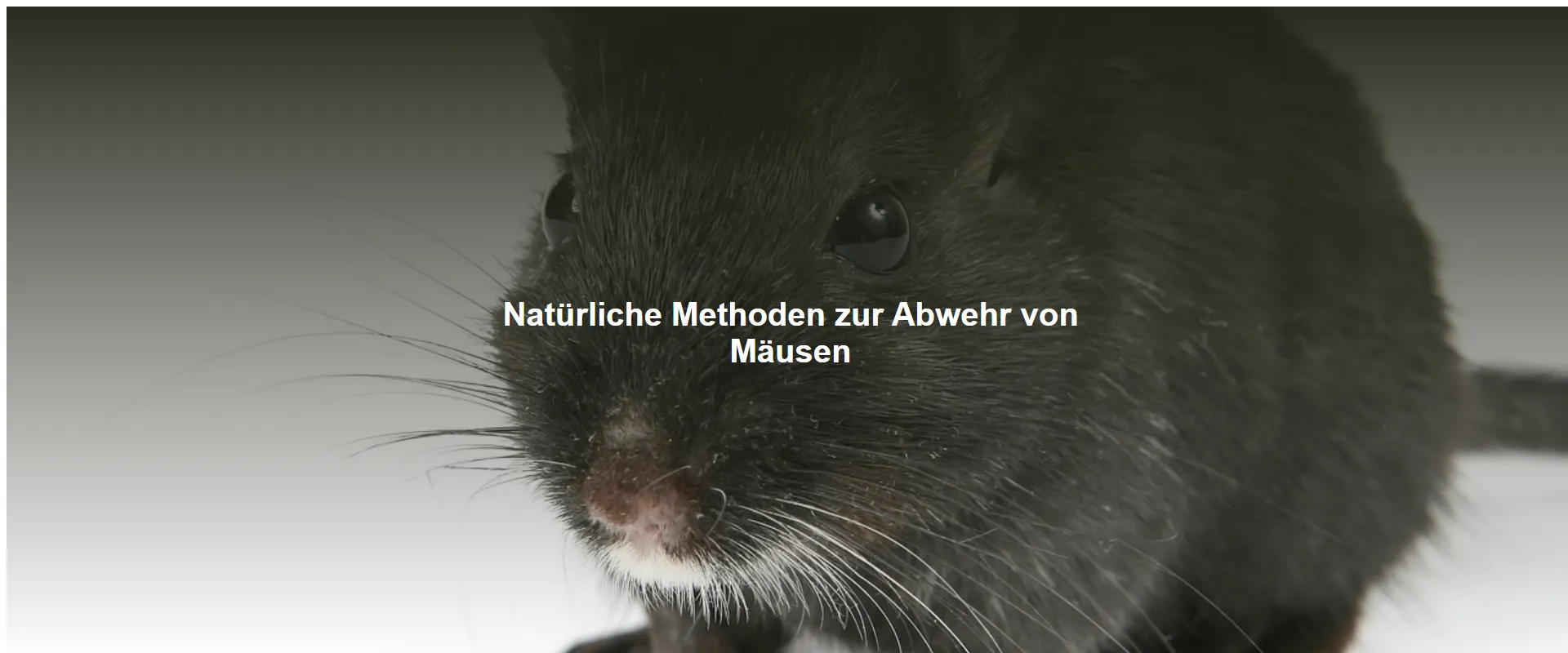 Natürliche Methoden zur Abwehr von Mäusen