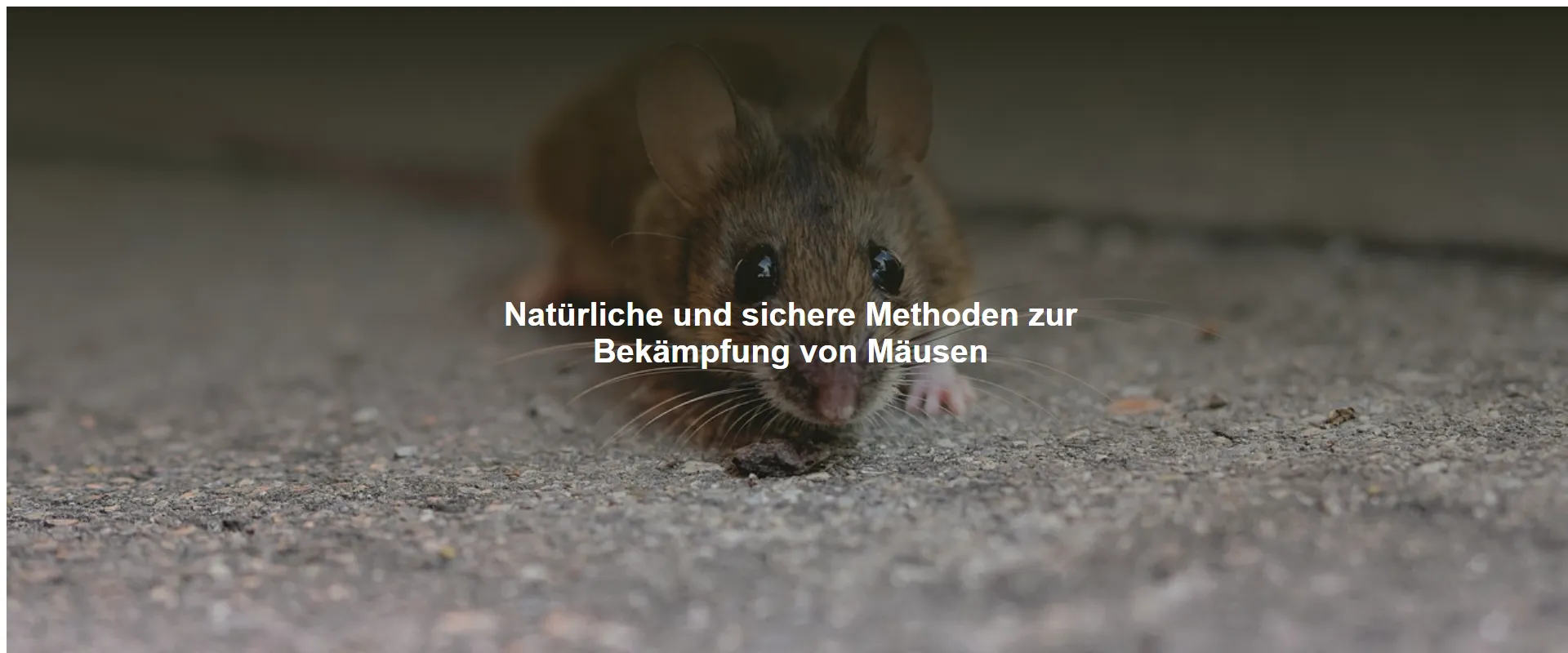 Natürliche und sichere Methoden zur Bekämpfung von Mäusen