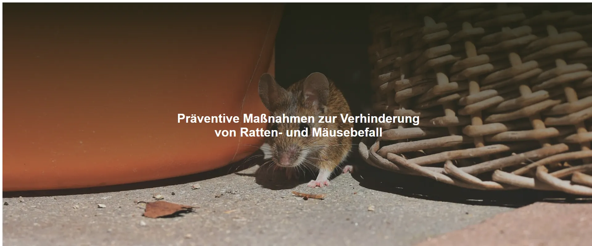 Präventive Maßnahmen zur Verhinderung von Ratten- und Mäusebefall