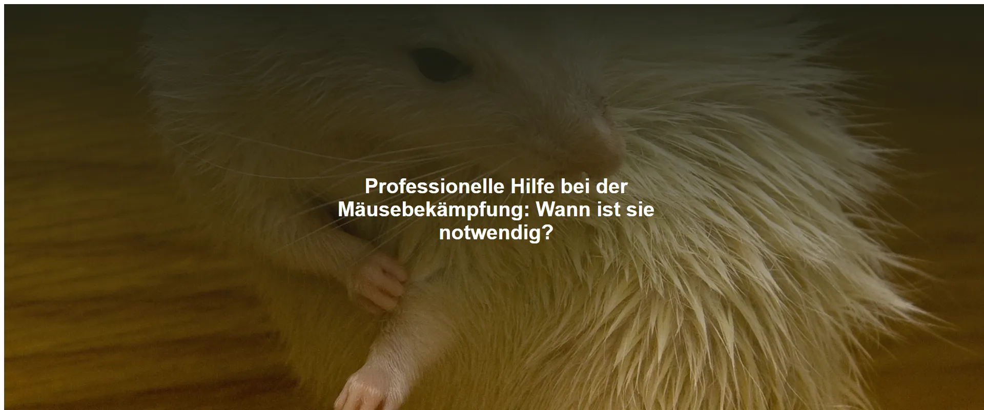 Professionelle Hilfe bei der Mäusebekämpfung: Wann ist sie notwendig?