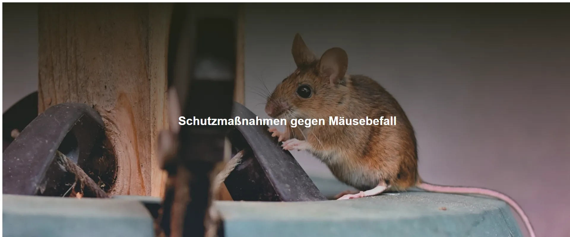 Schutzmaßnahmen gegen Mäusebefall