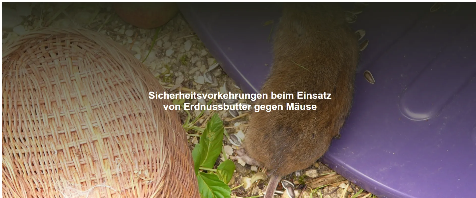 Sicherheitsvorkehrungen beim Einsatz von Erdnussbutter gegen Mäuse