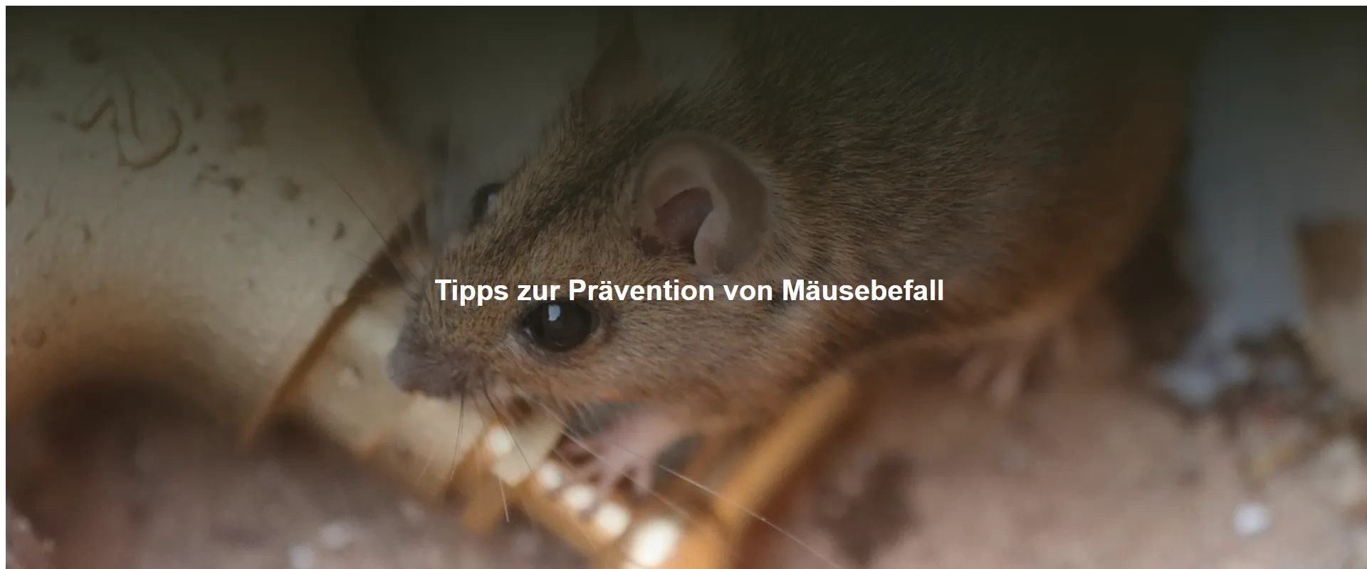 Tipps zur Prävention von Mäusebefall