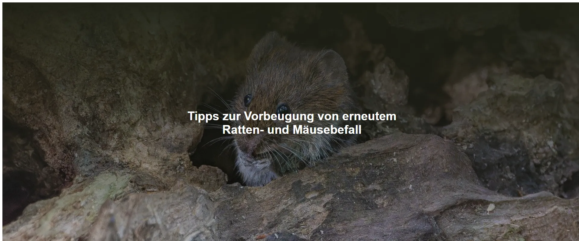 Tipps zur Vorbeugung von erneutem Ratten- und Mäusebefall