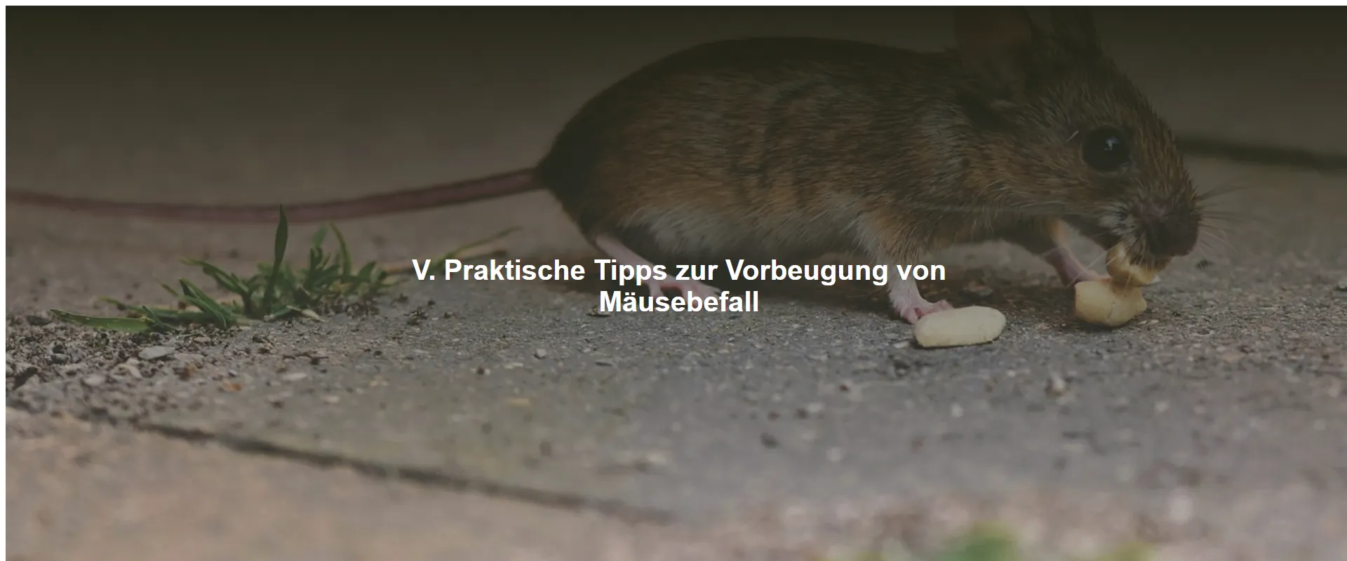 Praktische Tipps zur Vorbeugung von Mäusebefall