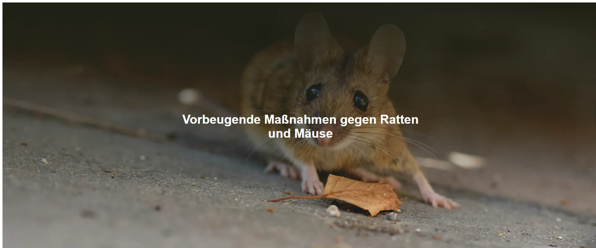 Vorbeugende Maßnahmen gegen Ratten und Mäuse
